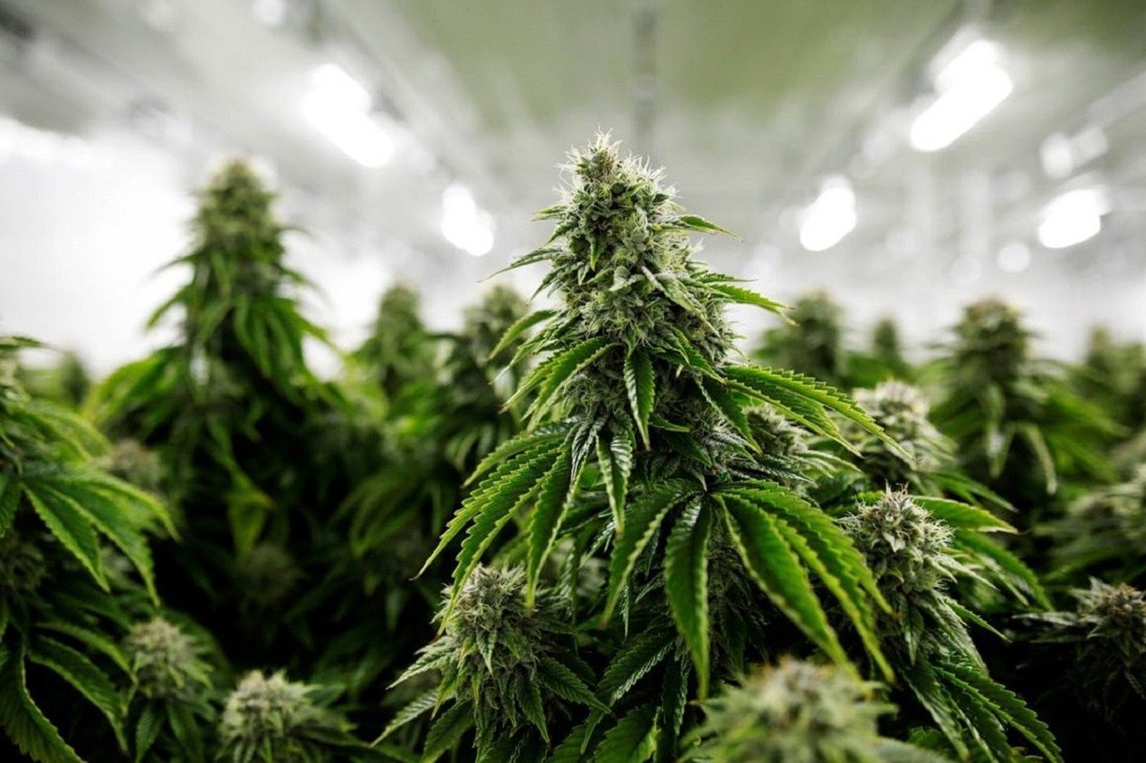 indoor marijuana plants growing under lights