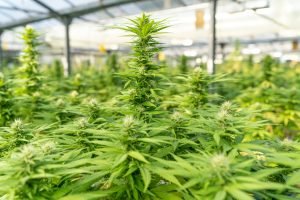 large amount of cannabis in greenhouse