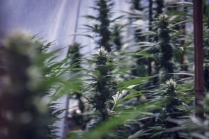 marijuana growing in greenhouse