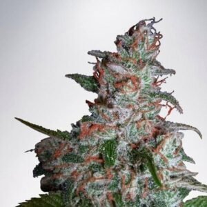 Northern Lights Feminized cannabis seeds for sale CG Australia