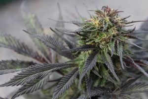 purple cannabis leaves and crystals on flowers
