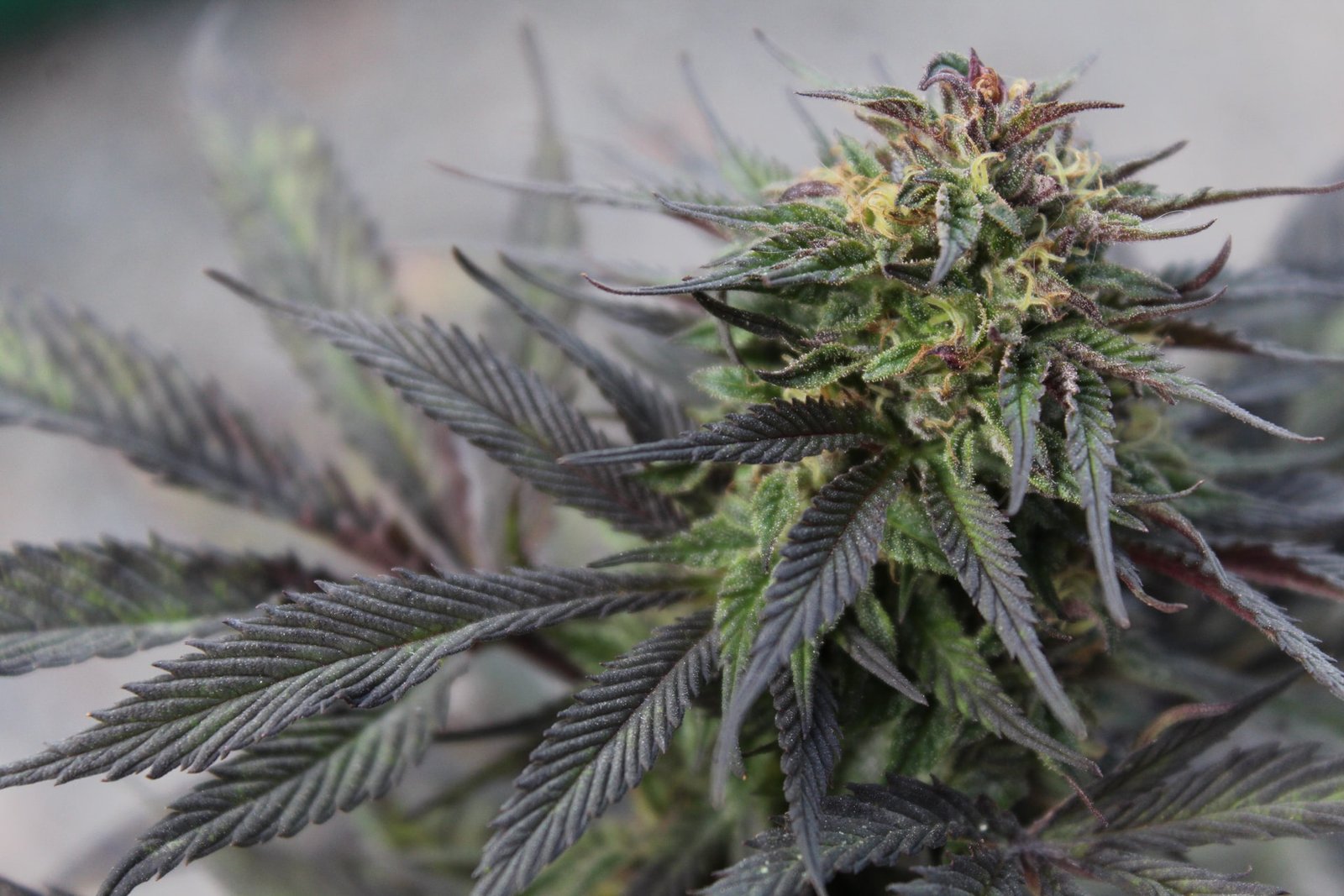 purple cannabis leaves and crystals on flowers