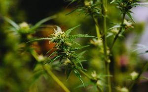 small hemp flowers growing outdoors