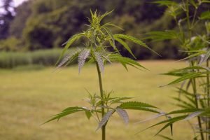 stem and leaves of hemp plant growing in field