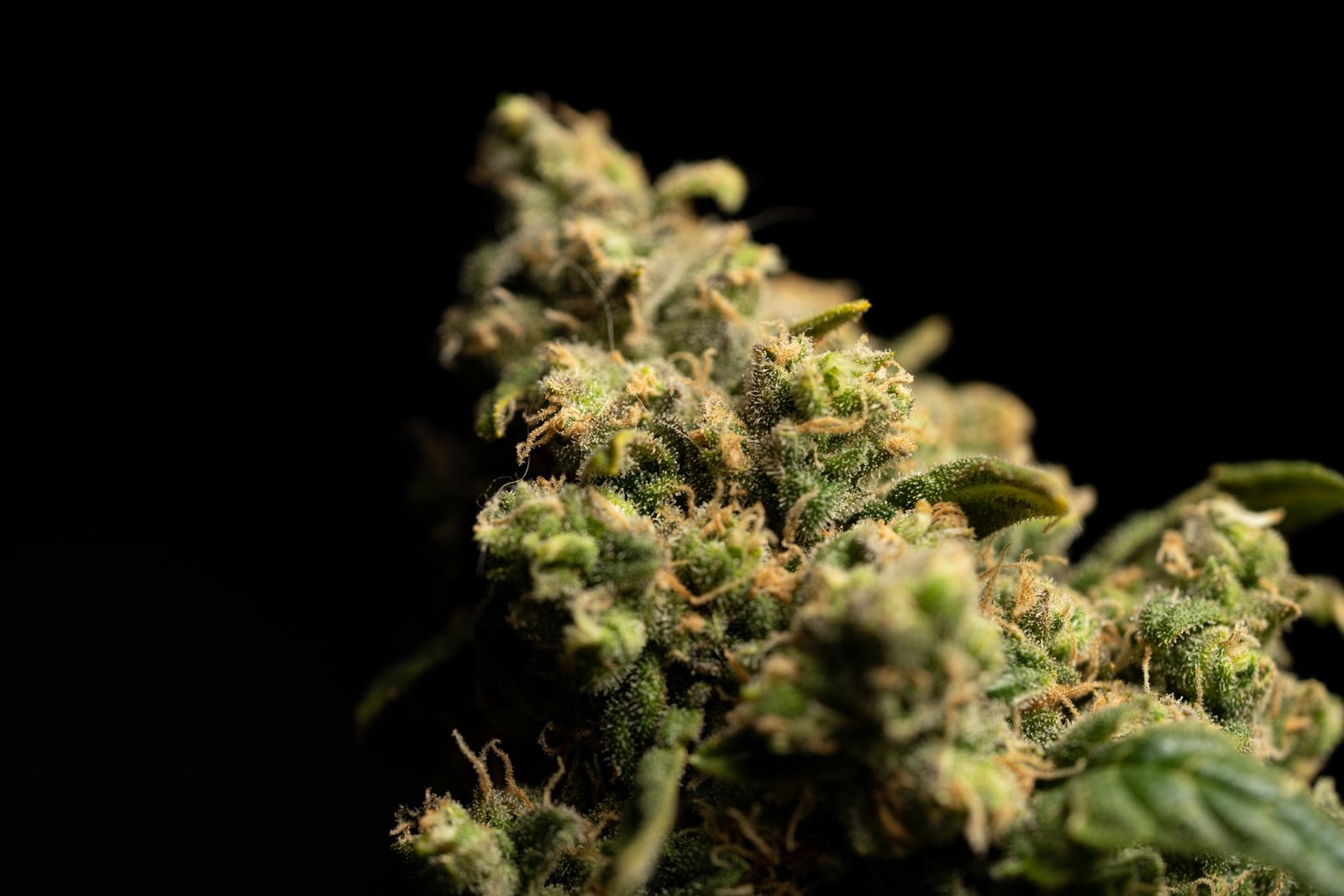 weed bud close up on black backdrop