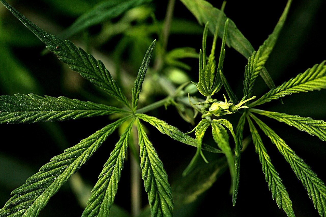 weed leaves with black background