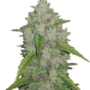 Amnesia haze CG australia feminzed cannabis seeds