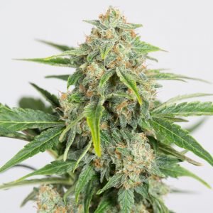 CBD Nepal Gold Feminized