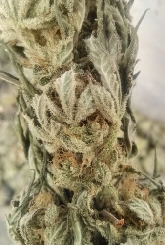 CBD Nepal Gold Feminized photo review