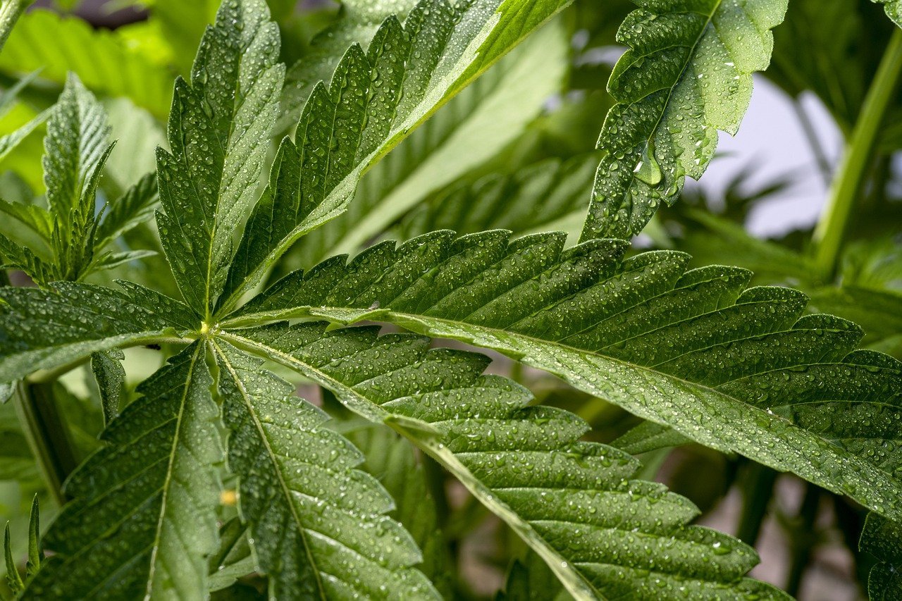 close up cannabis leaf