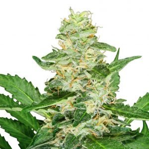 Girl Scout Cookies Feminized