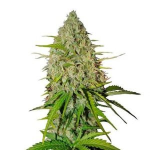 Grapefruit cannabis seeds Australia | Buy quality feminized cannabis seeds CG Australia