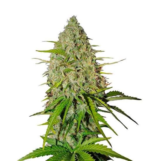 Grapefruit cannabis seeds Australia | Buy quality feminized cannabis seeds CG Australia