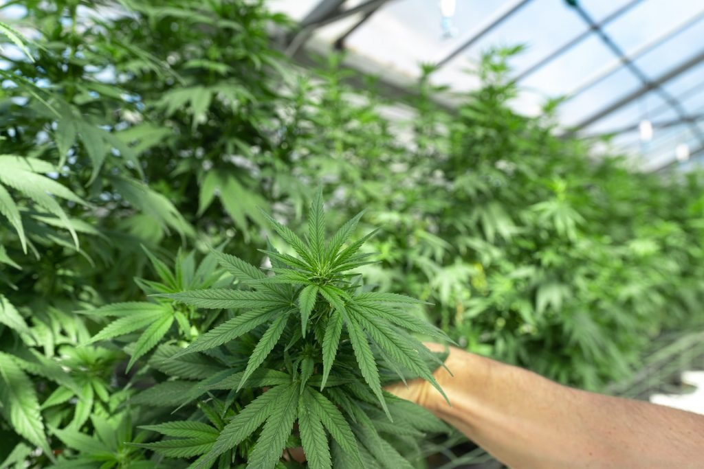 weed plants growing in industrial greenhouse