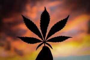 cannabis leaf sunset