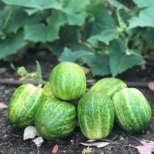 Cucumber - Richmond Green