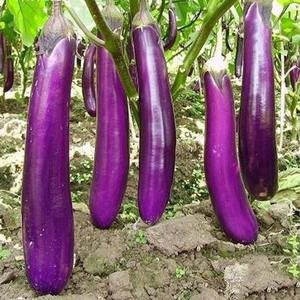 Eggplant - Long Purple
