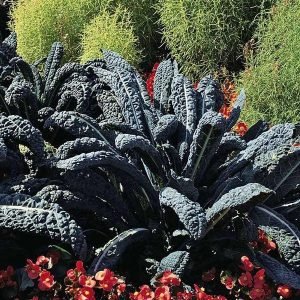 Kale - Black Toscana