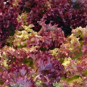 Lettuce - Lolla Rossa