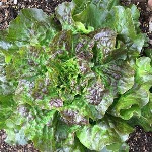 Lettuce - Mignonette Bronze