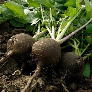 Radish - Black Spanish Round