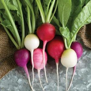 Radish - Easter Egg Mix