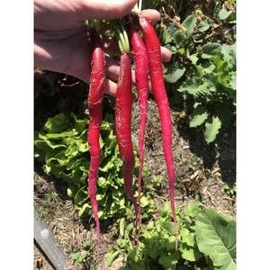 Radish - Fire Candle