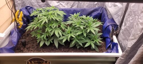 Auto Bubblegum Feminized Seeds photo review