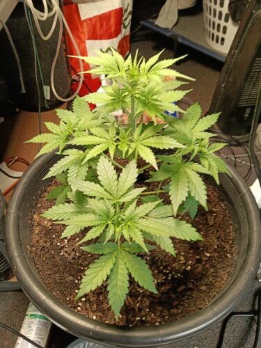 Auto AK-47 Feminized Seeds photo review