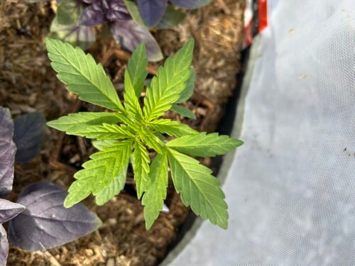 Auto AK-47 Feminized Seeds photo review