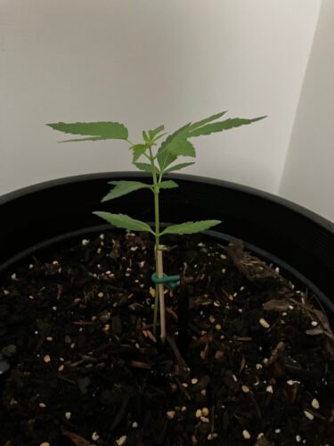 Click to view full screen Auto Bubblegum Feminized Seeds photo review