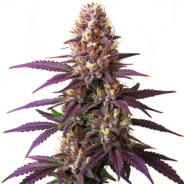 Blueberry Cannabis Seeds Fast Shipping Australia CG Australia Seeds
