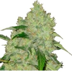 Bubblegum feminized cannabis seeds australia