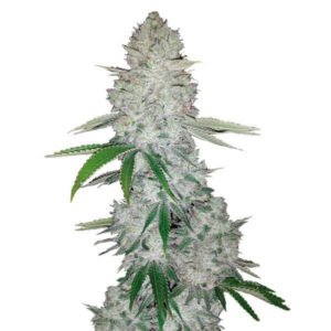 Guerilla Glue Feminized Cannabis Seeds Australia Buy online