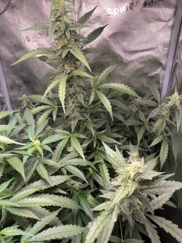 Auto Blueberry Feminized Seeds photo review
