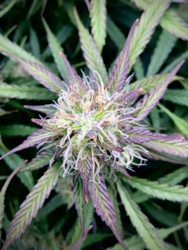Click to view full screen Auto Gorilla Glue Feminized Seeds photo review