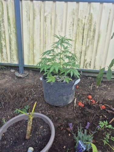 Auto Gelato Feminized Seeds photo review