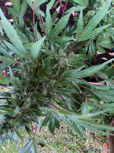 Auto Gelato Feminized Seeds photo review