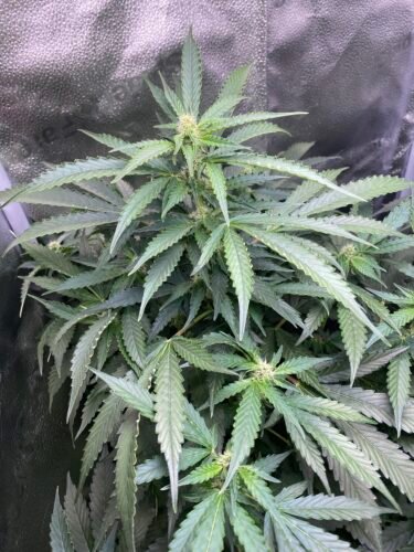 Auto Gelato Feminized Seeds photo review