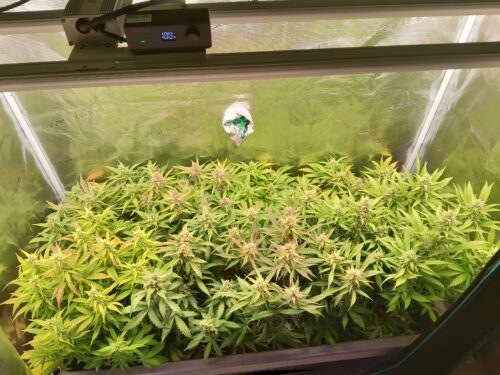 Auto White Widow Feminized (+ Free Seeds) photo review