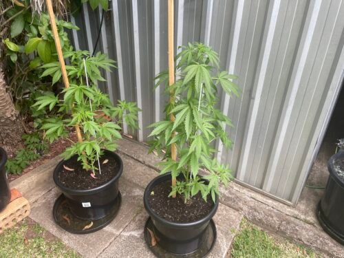 Click to view full screen White Widow Feminized photo review