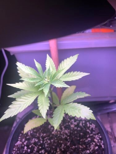 White Widow Feminized photo review