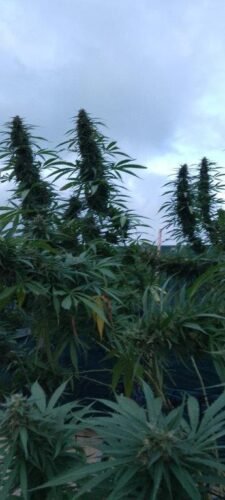 Click to view full screen Bubblegum Feminized Seeds photo review