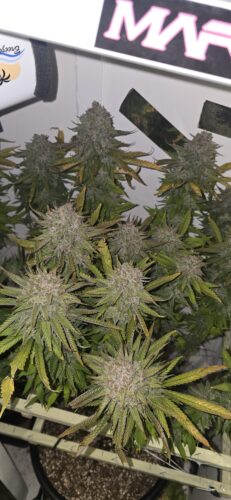 Bubblegum Feminized Seeds photo review