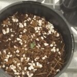 Bubblegum Feminized Seeds photo review
