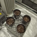 Bubblegum Feminized Seeds photo review