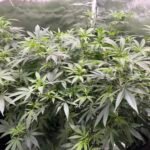 Bubblegum Feminized Seeds photo review