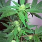 Bubblegum Feminized Seeds photo review