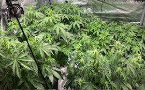 Click to view full screen Auto Bruce Banner #5 Feminized (+ Free Seeds) photo review