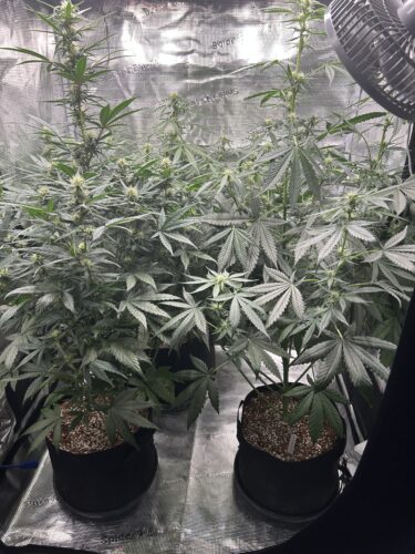 Click to view full screen Auto Cocopopo Feminized photo review